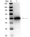 Complement regulator acquiring protein 1 antibody, orb344682, Biorbyt, Western Blot image 