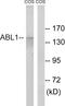 ABL Proto-Oncogene 1, Non-Receptor Tyrosine Kinase antibody, LS-C198583, Lifespan Biosciences, Western Blot image 