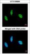 Putative RNA-binding protein 15 antibody, LS-C186109, Lifespan Biosciences, Immunocytochemistry image 