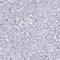 Minichromosome Maintenance Complex Binding Protein antibody, HPA038481, Atlas Antibodies, Immunohistochemistry frozen image 