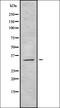 Follicular Dendritic Cell Secreted Protein antibody, orb336372, Biorbyt, Western Blot image 