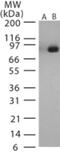 Lethal factor antibody, NB100-56668, Novus Biologicals, Western Blot image 