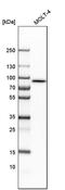 Leucine Zipper And EF-Hand Containing Transmembrane Protein 1 antibody, PA5-52777, Invitrogen Antibodies, Western Blot image 