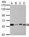 Polypyrimidine tract-binding protein 1 antibody, NBP2-19996, Novus Biologicals, Western Blot image 
