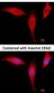 Eukaryotic Translation Initiation Factor 4A1 antibody, NBP2-16302, Novus Biologicals, Immunofluorescence image 