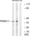26S proteasome non-ATPase regulatory subunit 11 antibody, LS-B11384, Lifespan Biosciences, Western Blot image 