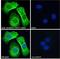 Solute Carrier Family 6 Member 4 antibody, LS-C55475, Lifespan Biosciences, Immunofluorescence image 