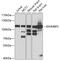 Immunoglobulin Mu DNA Binding Protein 2 antibody, 22-806, ProSci, Western Blot image 