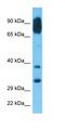 Activating Transcription Factor 5 antibody, orb329589, Biorbyt, Western Blot image 