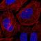 Centrosomal Protein 19 antibody, PA5-67148, Invitrogen Antibodies, Immunofluorescence image 