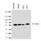 Monocarboxylate transporter 5 antibody, orb137961, Biorbyt, Western Blot image 