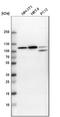 Rho GTPase Activating Protein 4 antibody, NBP1-88527, Novus Biologicals, Western Blot image 
