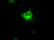 VEGF antibody, TA500289, Origene, Immunofluorescence image 