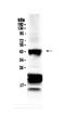 Visual System Homeobox 2 antibody, A05180, Boster Biological Technology, Western Blot image 