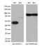 SH3 Domain Containing GRB2 Like 1, Endophilin A2 antibody, M05946, Boster Biological Technology, Western Blot image 