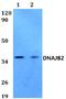 DnaJ Heat Shock Protein Family (Hsp40) Member B2 antibody, A08139, Boster Biological Technology, Western Blot image 