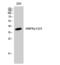 Protein Kinase AMP-Activated Non-Catalytic Subunit Gamma 1 antibody, STJ91586, St John