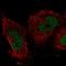 Immediate Early Response 2 antibody, HPA060574, Atlas Antibodies, Immunofluorescence image 