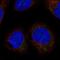 LETM1 Domain Containing 1 antibody, PA5-67341, Invitrogen Antibodies, Immunofluorescence image 