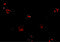 Potassium Channel Tetramerization Domain Containing 15 antibody, 5085, ProSci, Immunofluorescence image 