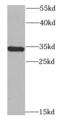 Synaptosomal-associated protein 29 antibody, FNab08058, FineTest, Western Blot image 