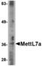Methyltransferase Like 7A antibody, TA306674, Origene, Western Blot image 