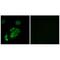Contactin-5 antibody, A11407, Boster Biological Technology, Immunohistochemistry frozen image 