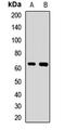 CD85d antibody, orb411676, Biorbyt, Western Blot image 