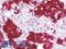 Stathmin 4 antibody, LS-B9876, Lifespan Biosciences, Immunohistochemistry paraffin image 
