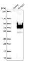 Kelch repeat and BTB domain-containing protein 10 antibody, PA5-54339, Invitrogen Antibodies, Western Blot image 