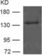 CD22 Molecule antibody, TA324091, Origene, Western Blot image 