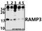 Receptor activity-modifying protein 3 antibody, A05632, Boster Biological Technology, Western Blot image 