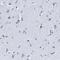 Leucine Rich Repeat Containing 8 VRAC Subunit E antibody, NBP1-82078, Novus Biologicals, Immunohistochemistry paraffin image 
