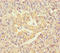 Sialidase-1 antibody, A64180-100, Epigentek, Immunohistochemistry paraffin image 