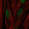 Chromosome 17 Open Reading Frame 107 antibody, NBP2-49613, Novus Biologicals, Immunofluorescence image 