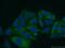 hMCS antibody, 16395-1-AP, Proteintech Group, Immunofluorescence image 