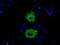 Myo-Inositol Oxygenase antibody, NBP2-02771, Novus Biologicals, Immunocytochemistry image 