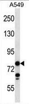 Coiled-Coil Domain Containing 13 antibody, AP50765PU-N, Origene, Western Blot image 