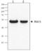 Paired Box 5 antibody, TA328030, Origene, Western Blot image 