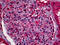 Microtubule Associated Protein 1B antibody, 51-642, ProSci, Immunohistochemistry frozen image 