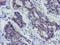 Leucine Rich Repeat Containing 25 antibody, LS-C174027, Lifespan Biosciences, Immunohistochemistry frozen image 