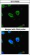 RB Binding Protein 4, Chromatin Remodeling Factor antibody, GTX70232, GeneTex, Immunofluorescence image 