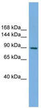 Rap guanine nucleotide exchange factor 3 antibody, TA340092, Origene, Western Blot image 