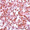 GluA1 antibody, ADI-905-468-1, Enzo Life Sciences, Immunohistochemistry paraffin image 