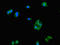 Leucine Zipper Protein 2 antibody, LS-C396966, Lifespan Biosciences, Immunofluorescence image 