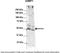 G3BP Stress Granule Assembly Factor 1 antibody, TA331473, Origene, Western Blot image 
