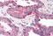 Elongator Complex Protein 1 antibody, MBS240349, MyBioSource, Immunohistochemistry frozen image 