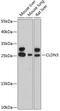 Claudin 3 antibody, 14-084, ProSci, Western Blot image 