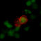 C-C Motif Chemokine Receptor 7 antibody, MAB3477, R&D Systems, Immunocytochemistry image 