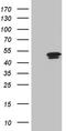 Dynein Axonemal Heavy Chain 6 antibody, TA812184S, Origene, Western Blot image 